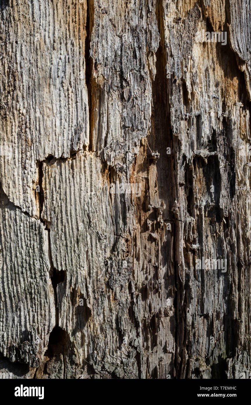 Tote und alte Pappel Baum Rinde oder Borke Textur Detail im Frühjahr Wald Stockfoto