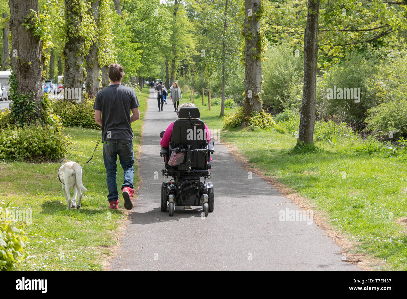 Eine behinderte Frau in einen elektrischen Rollstuhl mit ihrem Begleiter und Ihr Begleithund reisen durch eine Allee der Bäume Stockfoto