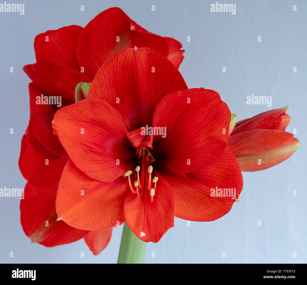 Amaryllis Lampe drinnen in der Blüte gewachsen, die die Blüten und Blätter, und die Struktur einschließlich der Staubfaden, Filamenten und Antheren. Stockfoto
