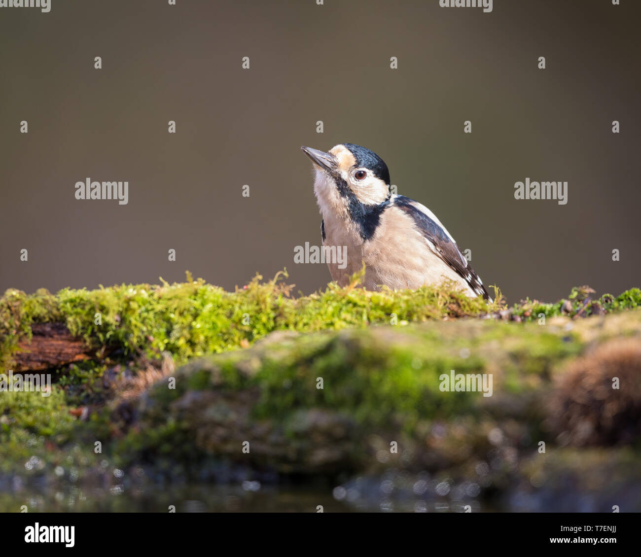 Buntspecht auf der Suche nach Nahrung auf dem Boden im Regen Stockfoto