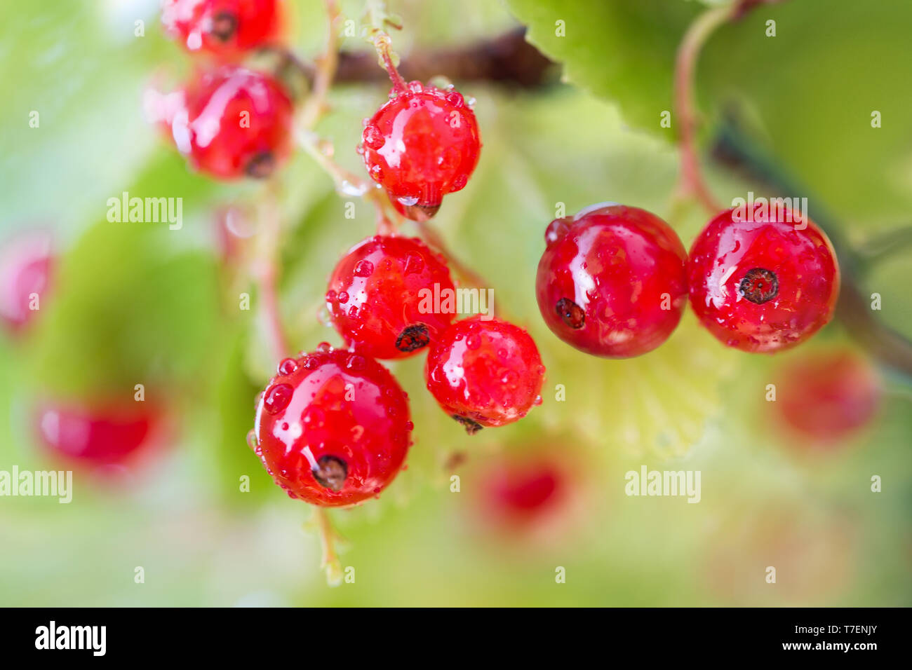 Cluster von frischen Johannisbeeren/rote Johannisbeeren Stockfoto