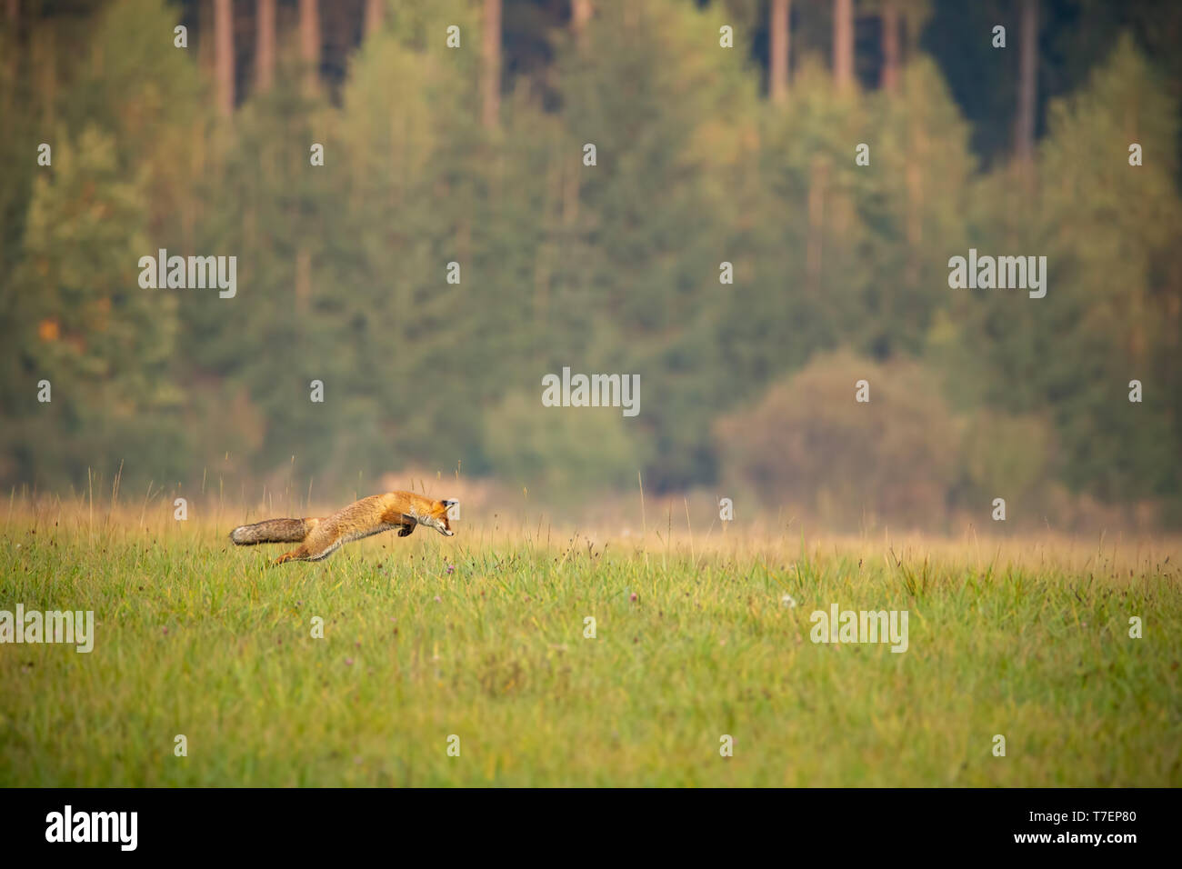 Red fox Jagd auf einer Wiese mit Wald im Hintergrund, im Herbst. Stockfoto