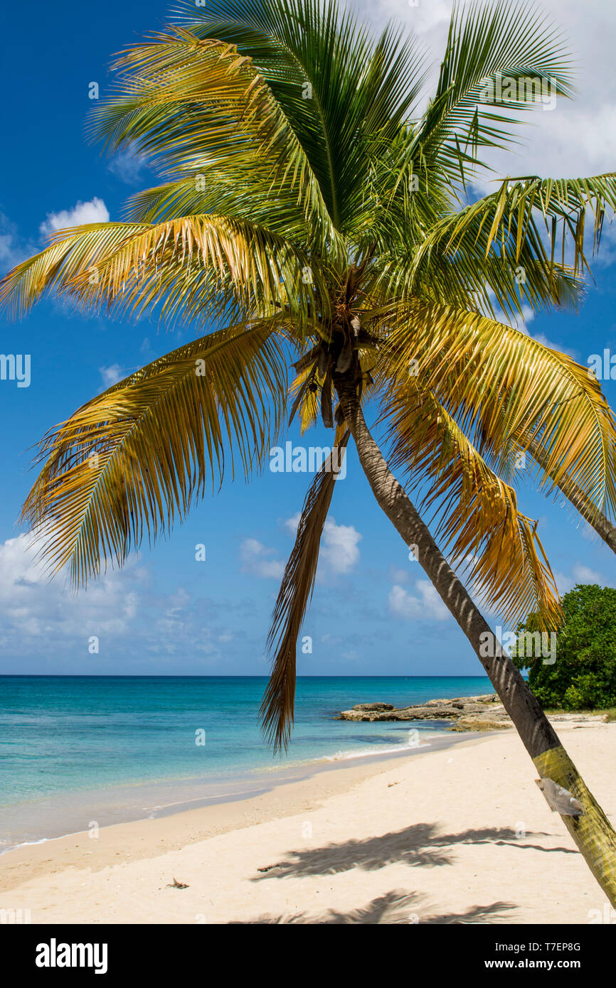 Sprat Hall Beach, St. Croix, US Virgin Islands. Stockfoto