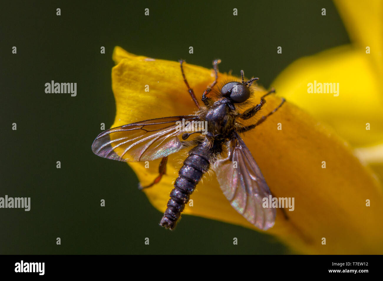 Makro Ansicht einer Bibio lanigerus fliegen, eine der März Arten fliegen, Großbritannien Stockfoto