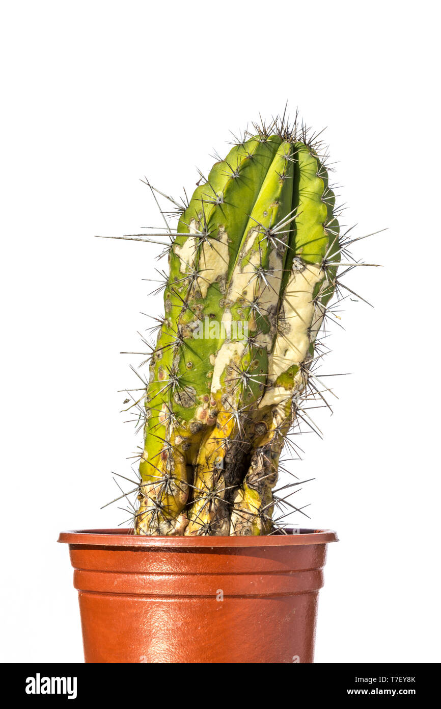 Vernachlässigte Cactus, wahrscheinlich sterben, weil der overwatering und kalt. Stockfoto