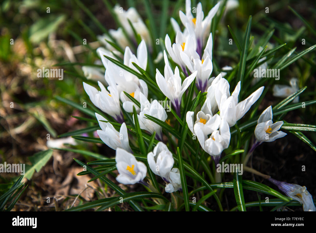 Weiße Krokusse wachsen in die Wiese. Makrofotos Stockfotografie Alamy