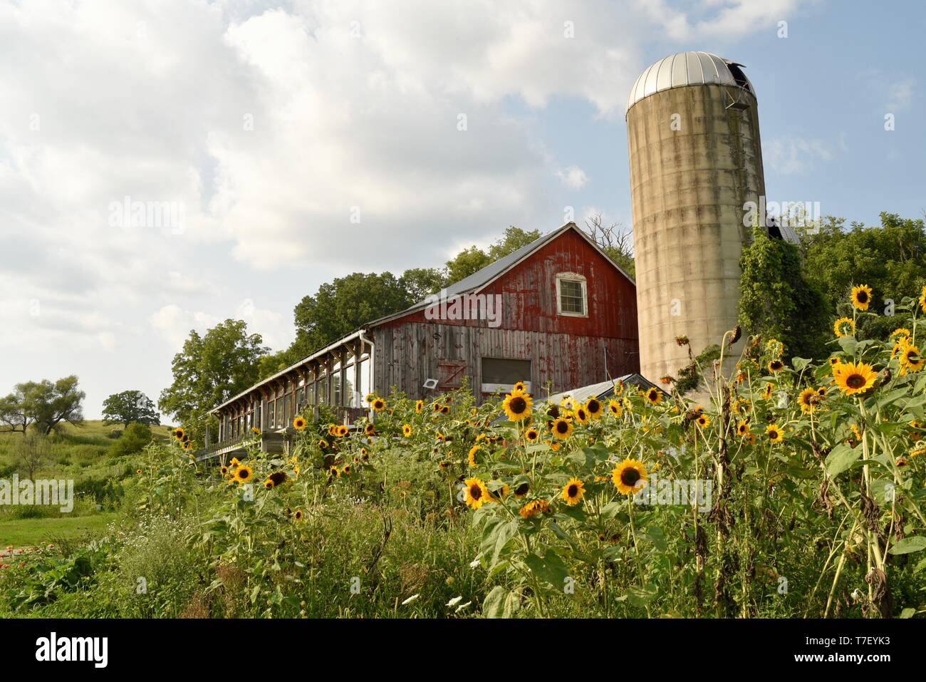 Die schweinefarm, mit Sonnenblumen, Scheune, Silo, Scheune Veranstaltung Platz für Versammlungen und Zimmer auf AirBnB, Blanchardville, WI, USA notiert umgewandelt Stockfoto