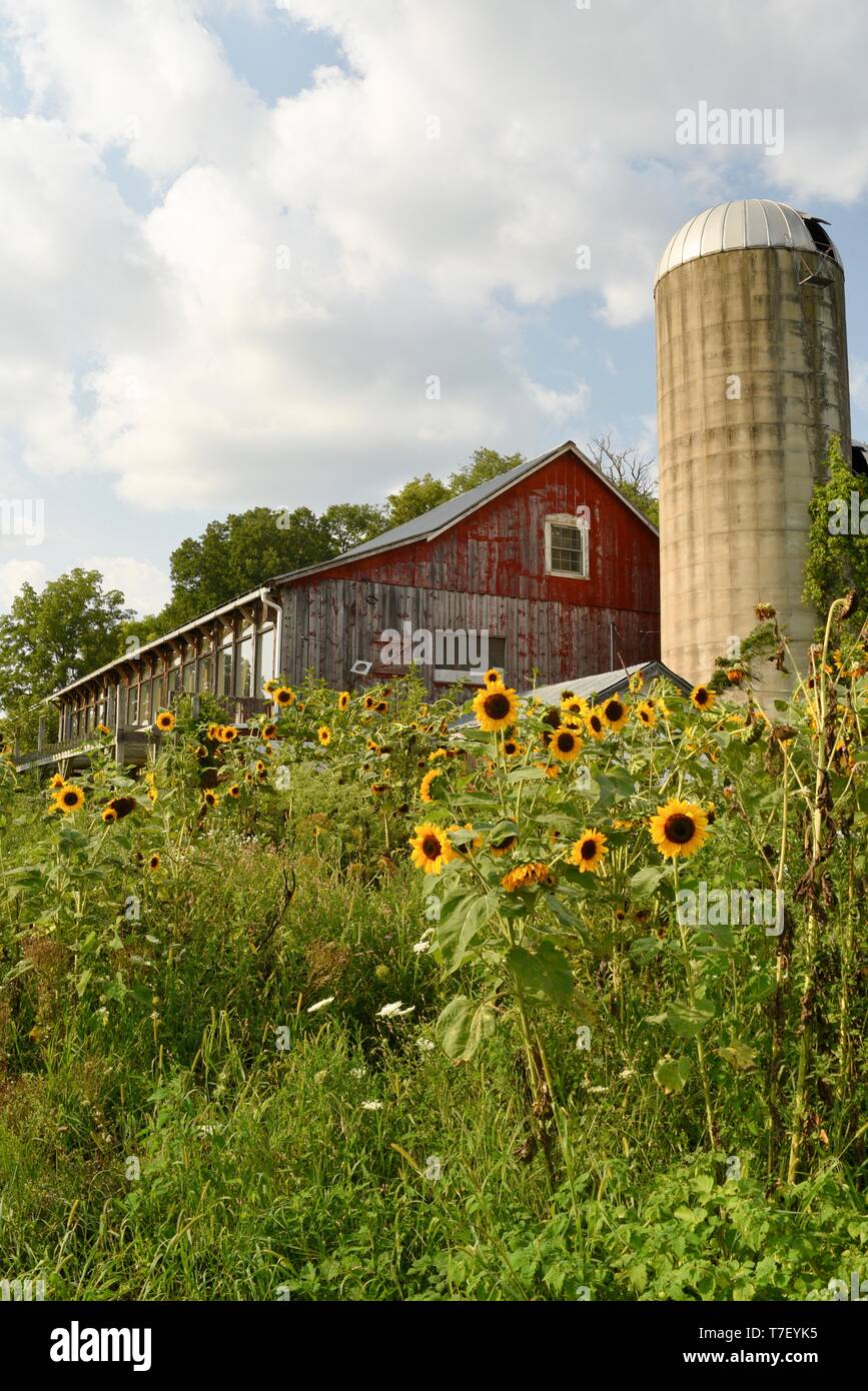 Die schweinefarm, mit Sonnenblumen, Scheune, Silo, Scheune Veranstaltung Platz für Versammlungen und Zimmer auf AirBnB, Blanchardville, WI, USA notiert umgewandelt Stockfoto