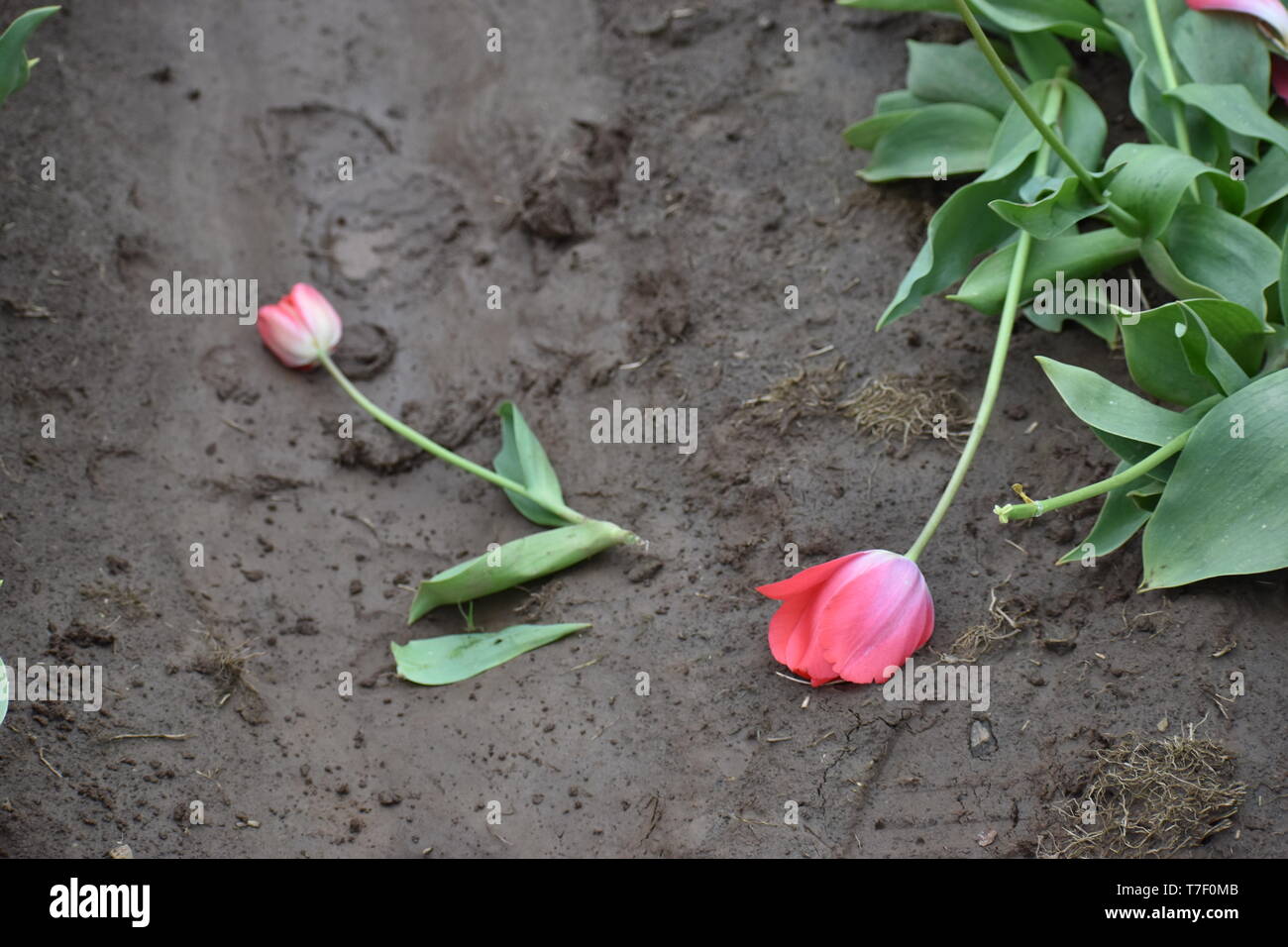 Broken Flowers im Schlamm Stockfoto