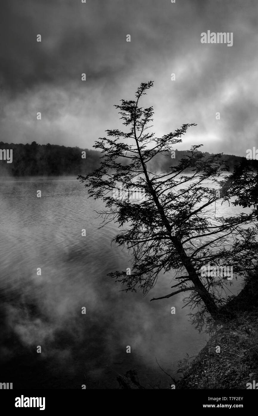 Misty Foggy Mountain Lake mit einsamen Baum Stockfoto