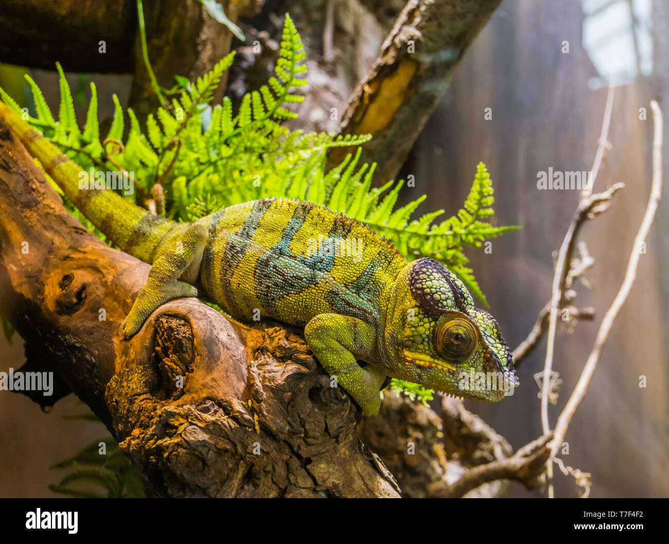 Panther Chamäleon sitzt auf einem Ast, beliebte tropischen Reptil pet aus Madagaskar Stockfoto