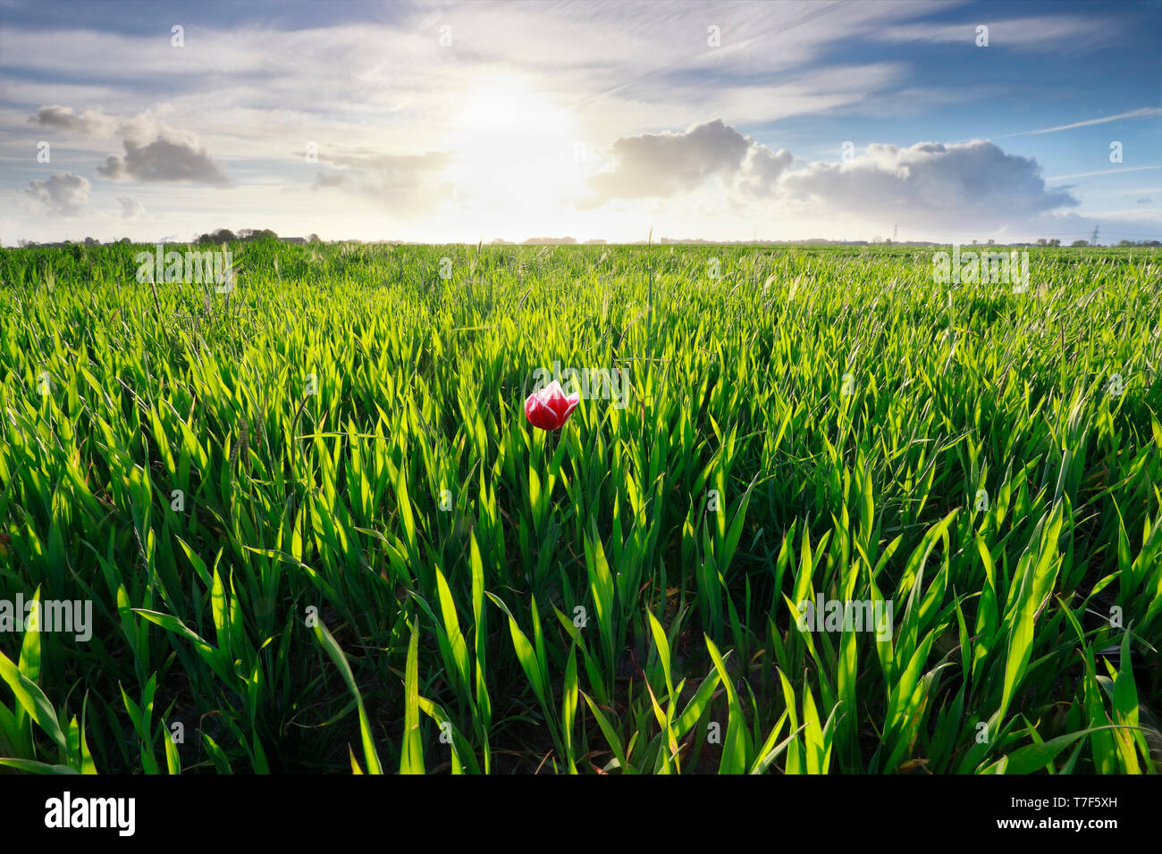 Eine rote Tulpe im grünen Gras und Sonnenschein im Freien Stockfoto