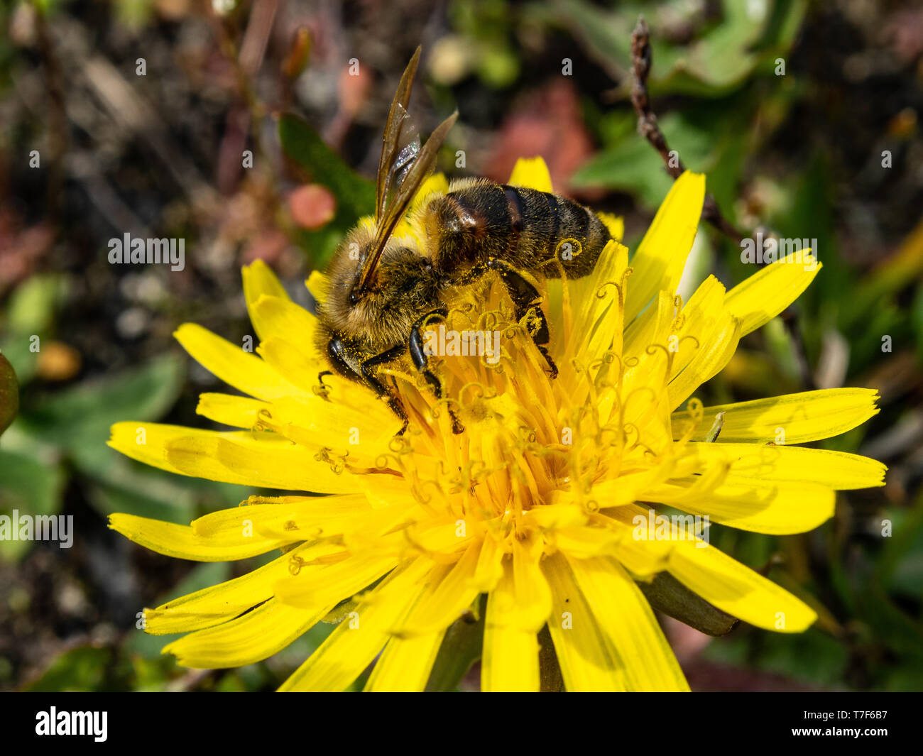 Biene sammelt Nektar aus einer Löwenzahn Blume. Sonnigen Tag, die Feder in der Landschaft. Der Prozess der Bestäubung von Blüten. Stockfoto