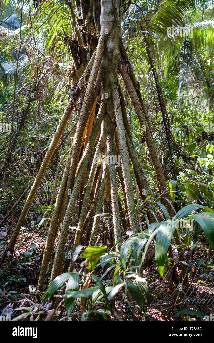Besonderen Baum als Walking Palm Tree oder Palmera Caminante im Dschungel auf See Sandoval Gebiet im peruanischen Amazonas, Peru bekannt Stockfoto