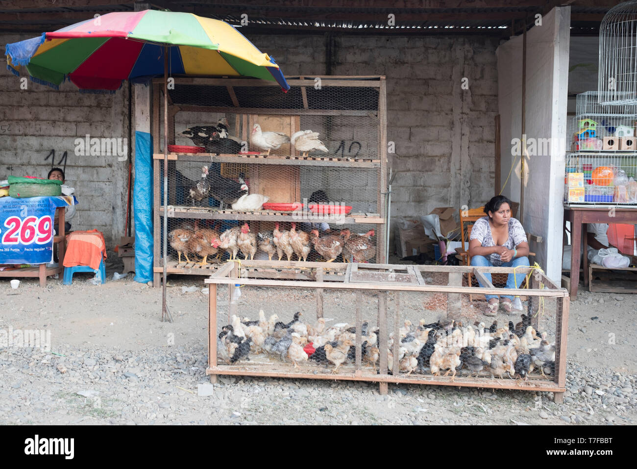 Agro-Festival oder Viehhandel anzeigen Auktionen mit Rindern, Schweinen, Hühnern zum Verkauf und der landwirtschaftlichen Tätigkeiten im Zusammenhang mit Puerto Maldonado, Peru Stockfoto