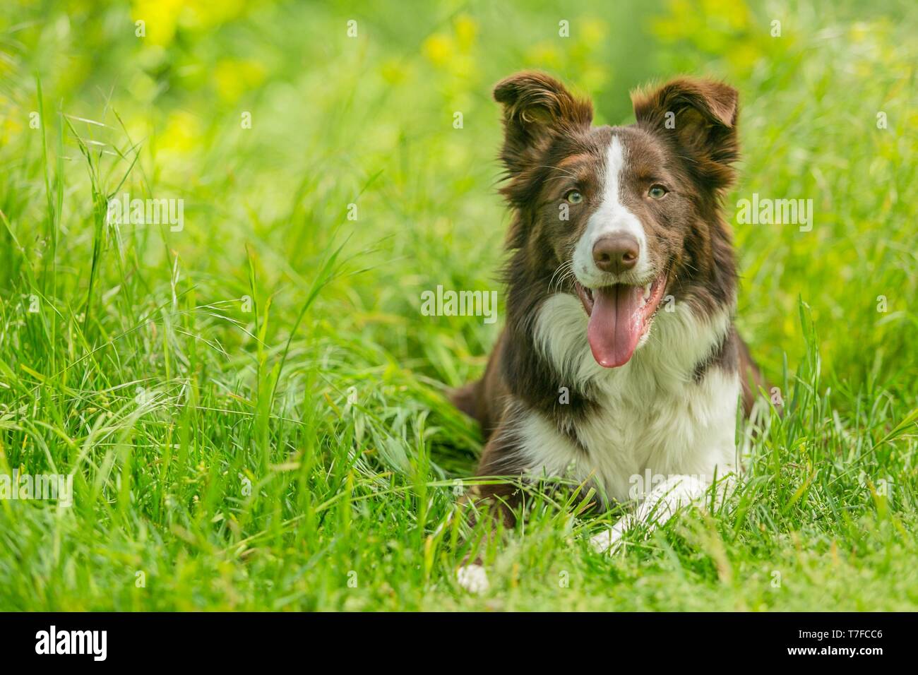 Gerne braunen und weißen Border Collie Hund mit Zunge heraus haften liegend im Gras mit gelben Blüten. Tag Sommer auf einer Wiese. Stockfoto