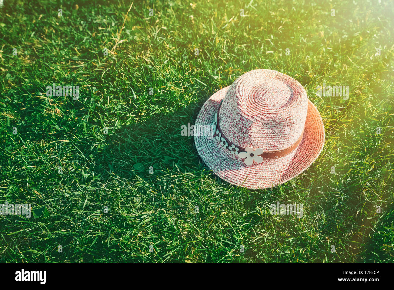 Sommer Hintergrund Rosa Sonnenhut auf grünem Gras. Pop Art Design, Creative Summer Party. Minimalismus. Stockfoto