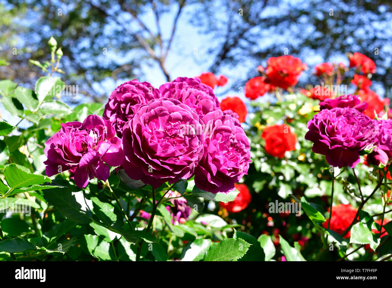 Farbenfrohe Frühling Rosen Stockfoto