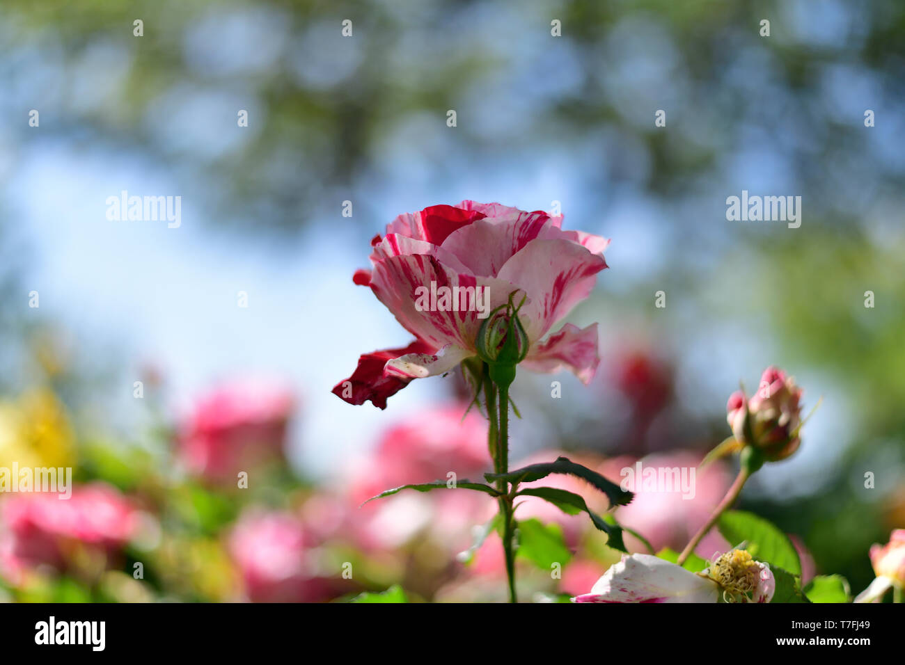 Farbenfrohe Frühling Rosen Stockfoto