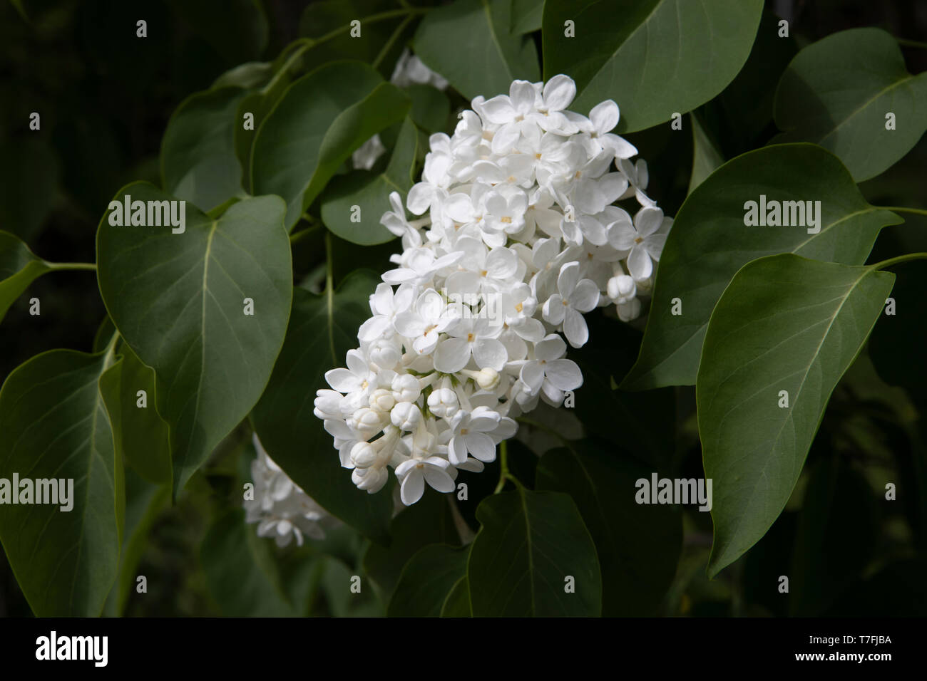 Flieder, Syringa vulgaris, weiße Blume, aus der Nähe. Cluster auf Brunch mit Blättern. Stockfoto