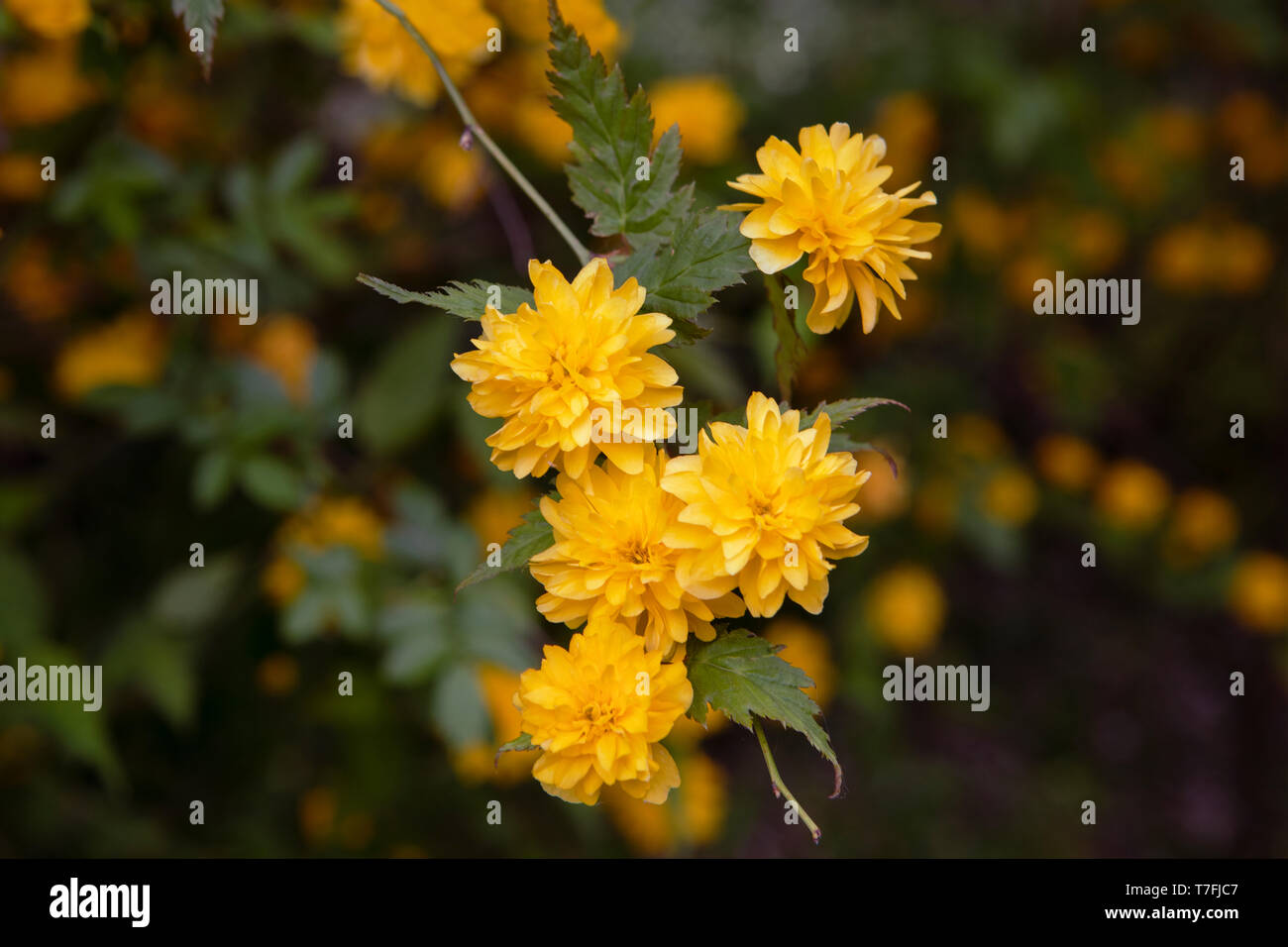 Kerria japonica, Plenifolia, Juden Mantel voller Blüte Strauch. Zweig mit gelben Blumen. Close Up. Asiatische Blume. Stockfoto