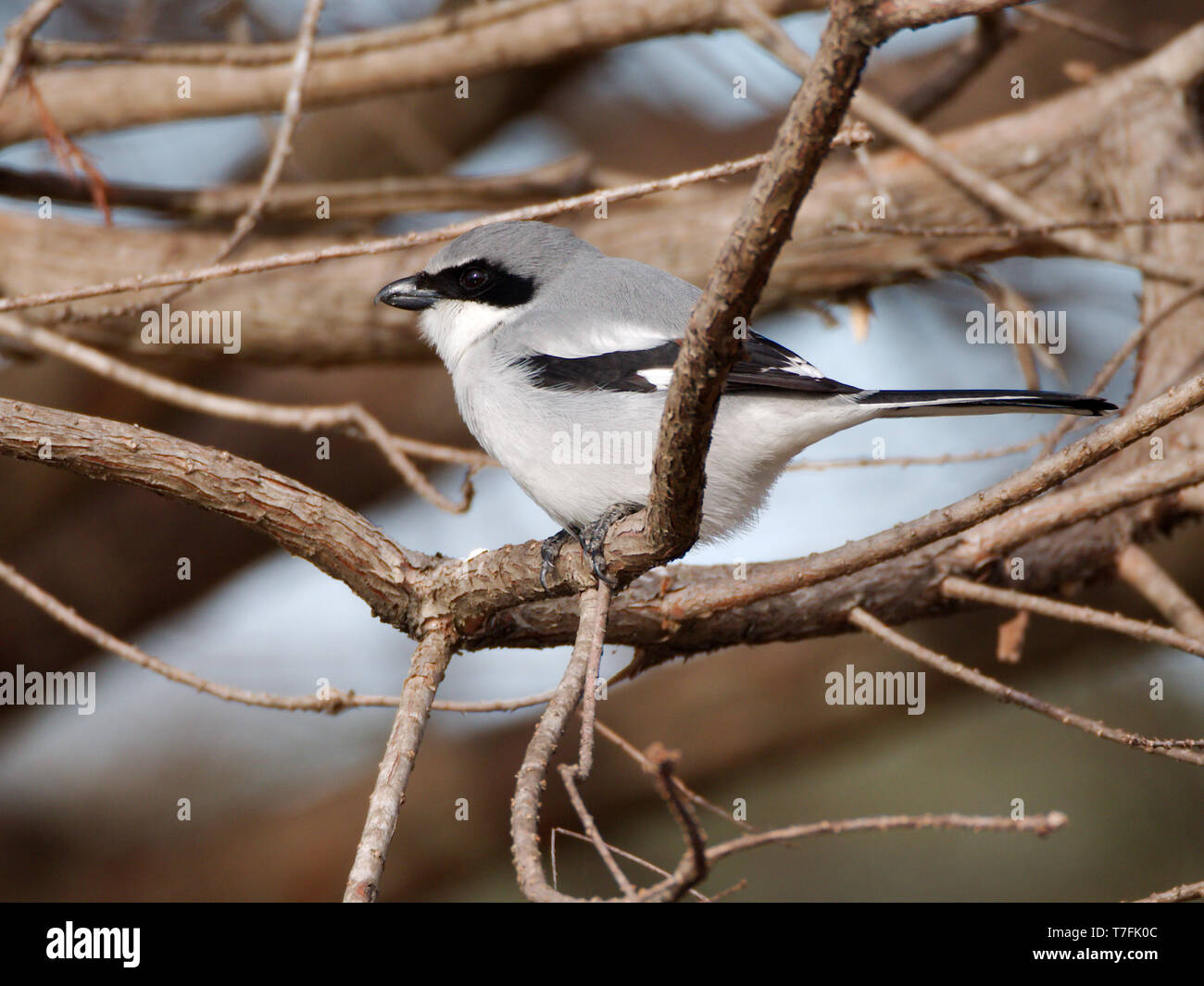 Eine unechte Shrike (lanius ludovicianus) auf einem Baum in Louisiana State University, Baton Rouge, Louisiana, USA. Stockfoto