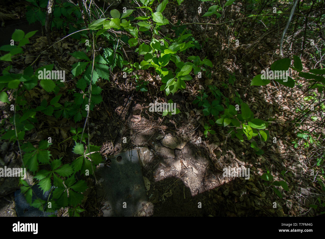 Copperhead (Agkistrodon contortrix laticinctus/Komplexe) von Chatauqua County, Kansas, USA. Stockfoto