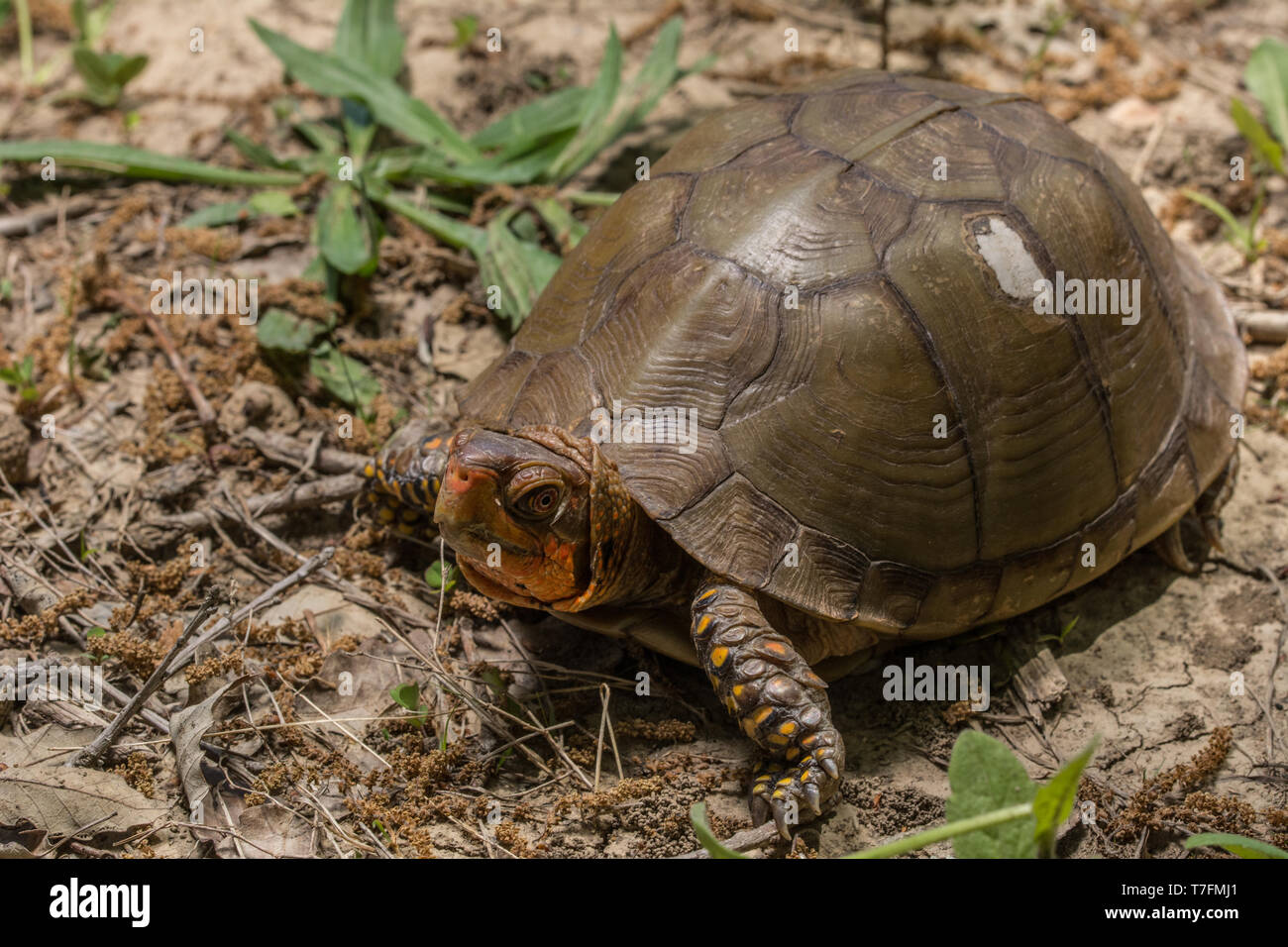 Einen erwachsenen Mann drei-toed Box Turtle (Terrapene Carolina triungis) von Chatauqua County, Kansas, USA. Stockfoto