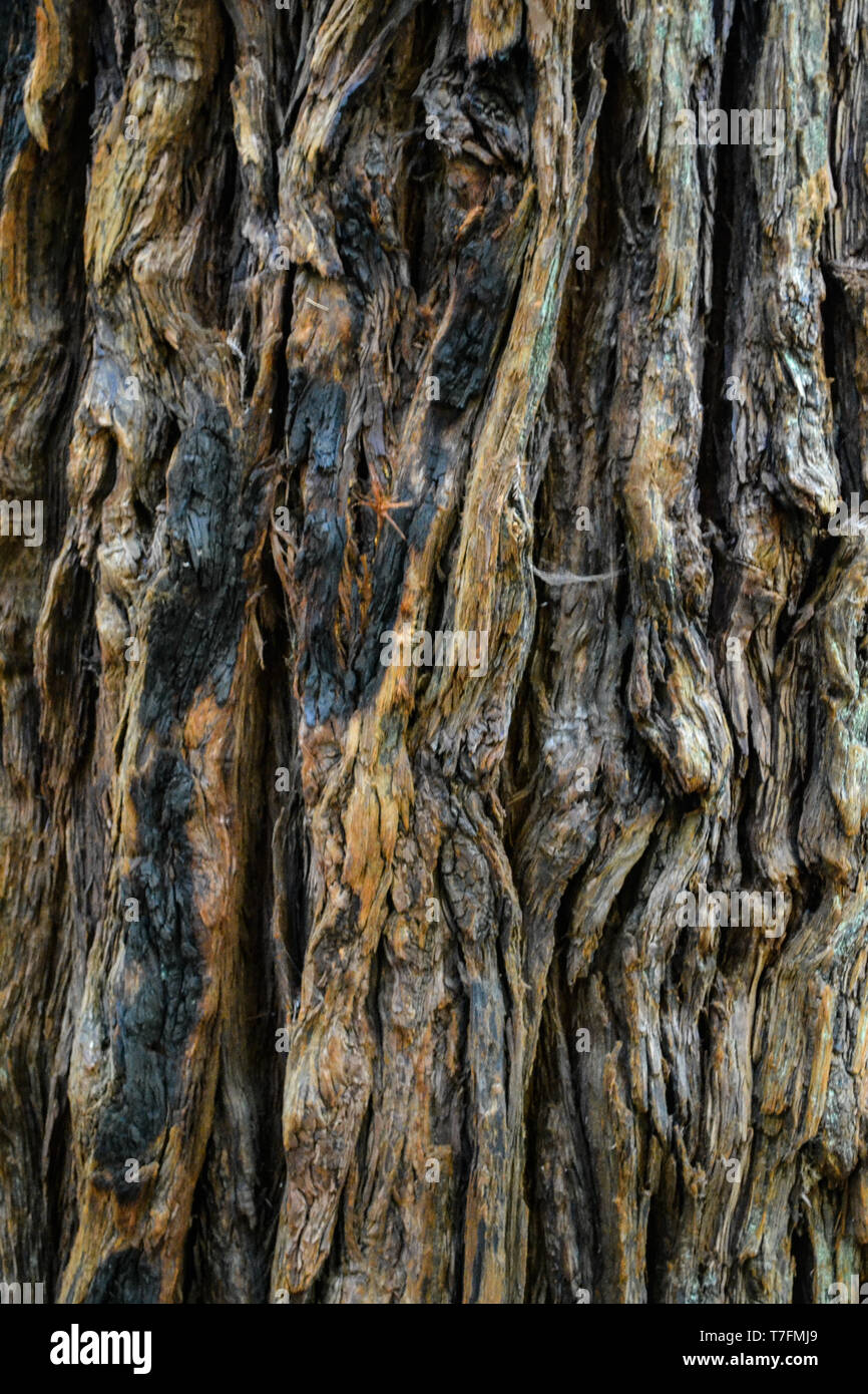 Holzstruktur Stockfoto