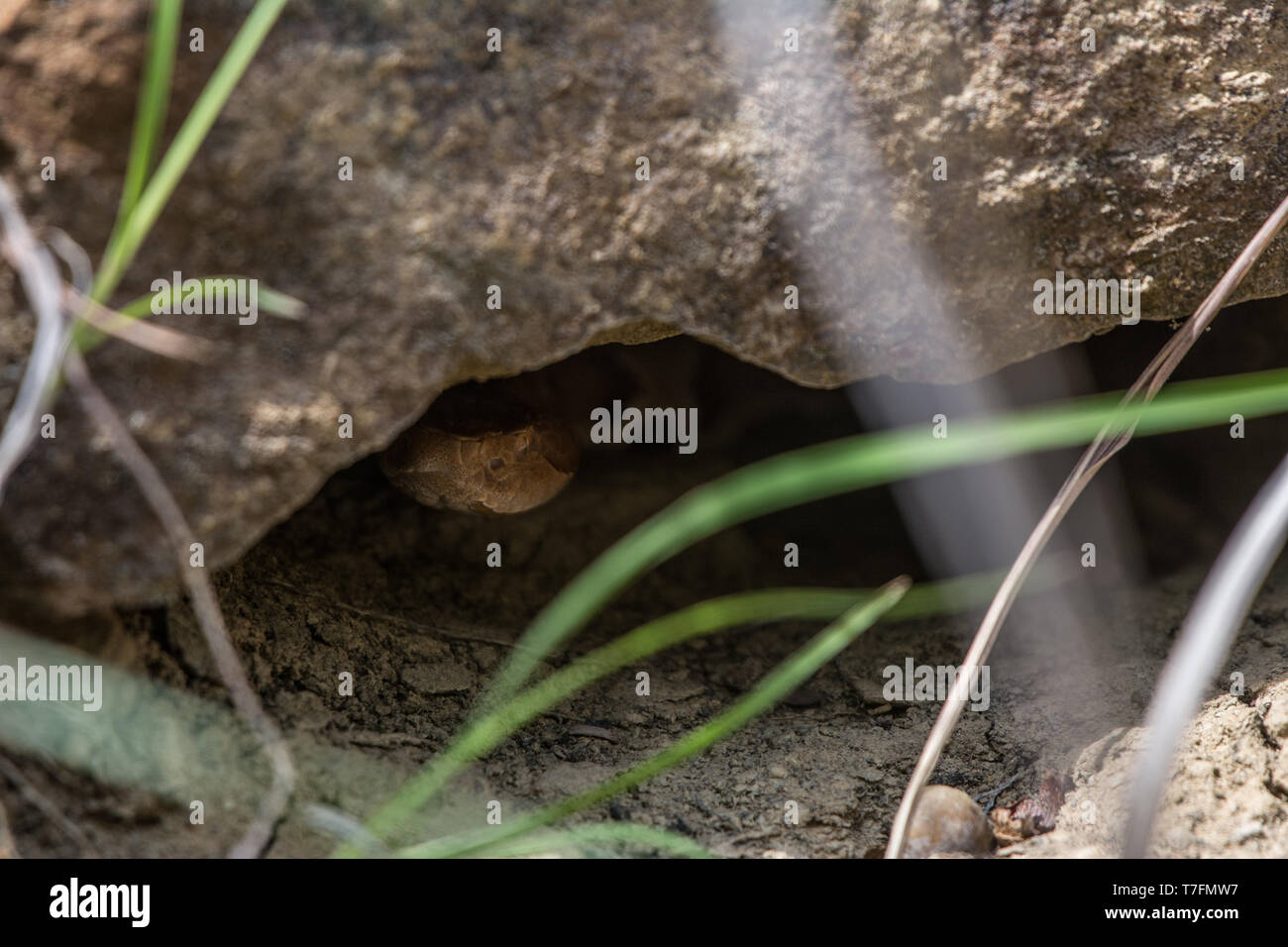 Copperhead (Agkistrodon contortrix laticinctus/Komplexe) von Chatauqua County, Kansas, USA. Stockfoto