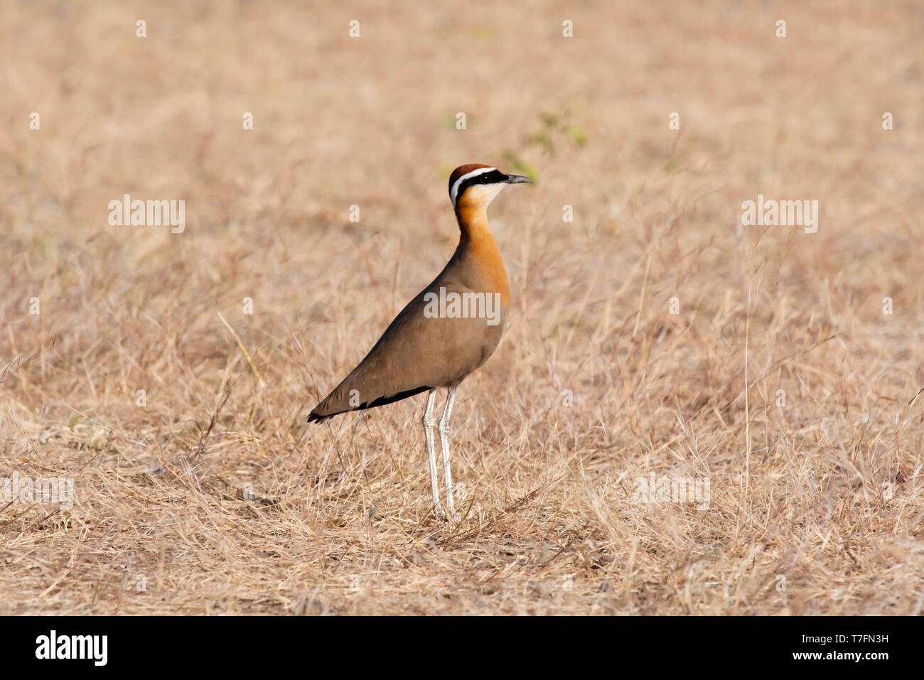 Indische Renner, Cursorius coromandelicus, Tierwelt des Saswad, Maharashtra. Stockfoto