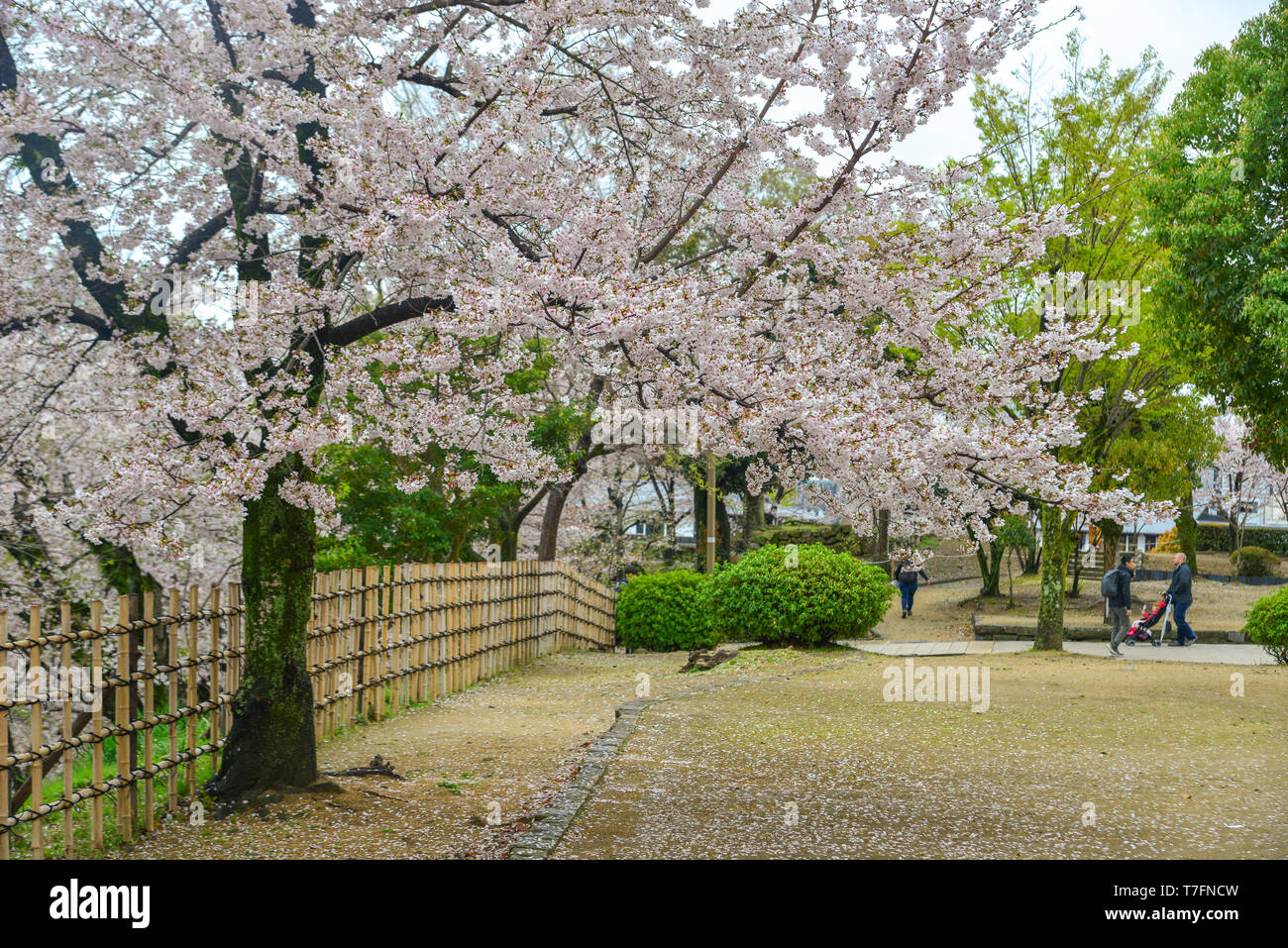 Kyoto, Japan - Apr 10, 2019. Japanische Kirschblüten im Frühling in Kyoto, Japan. Stockfoto