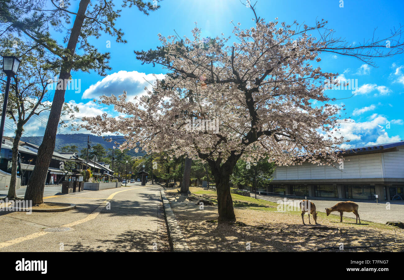 Nara, Japan - Apr 10, 2019. Japanische Kirschblüten mit der heiligen Rehe am Frühling Zeit in Nara, Japan. Stockfoto