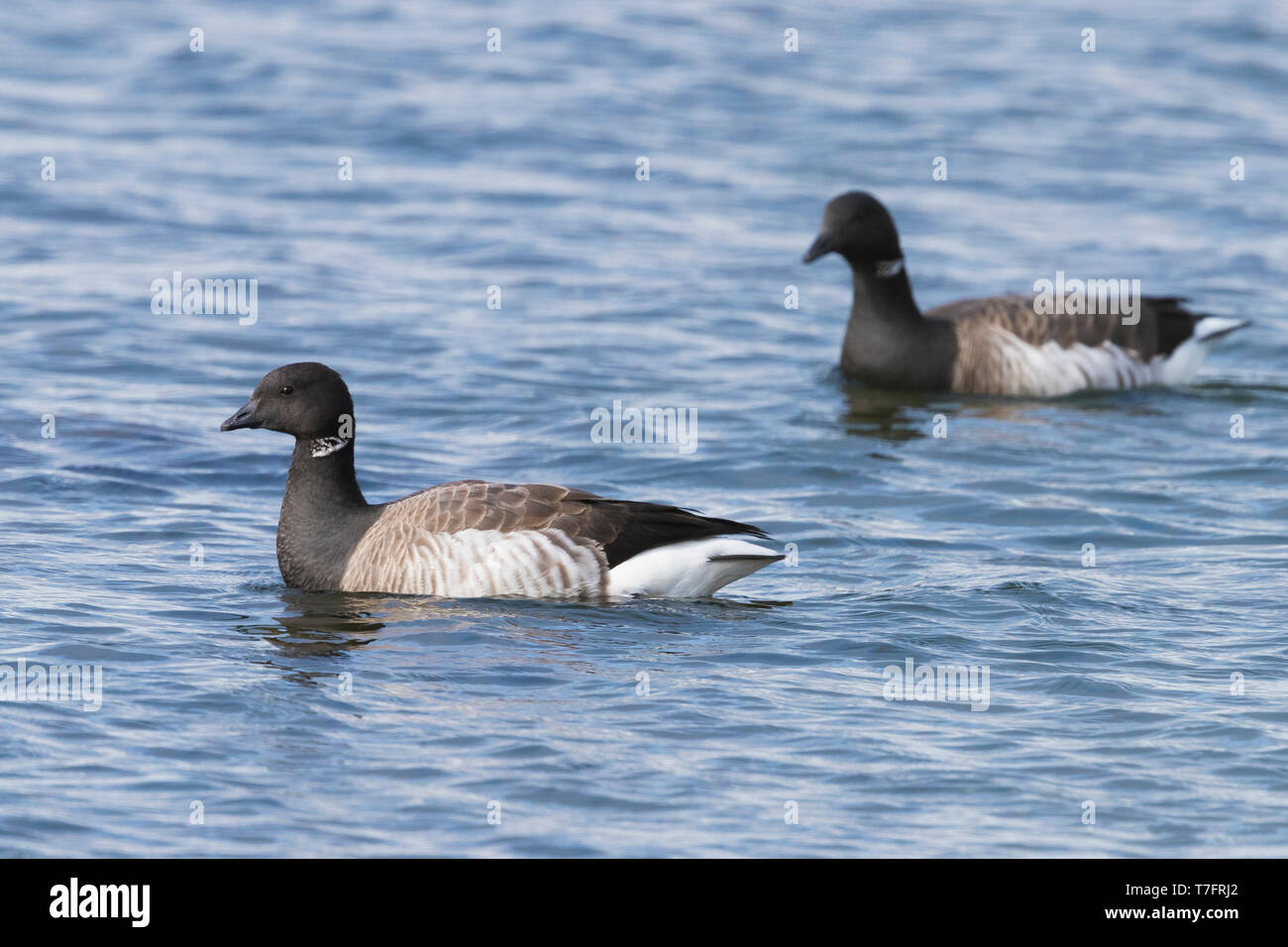 Blass-bellied Ringelgans (Branta bernicla hrota), Erwachsene schwimmen im Meer Stockfoto