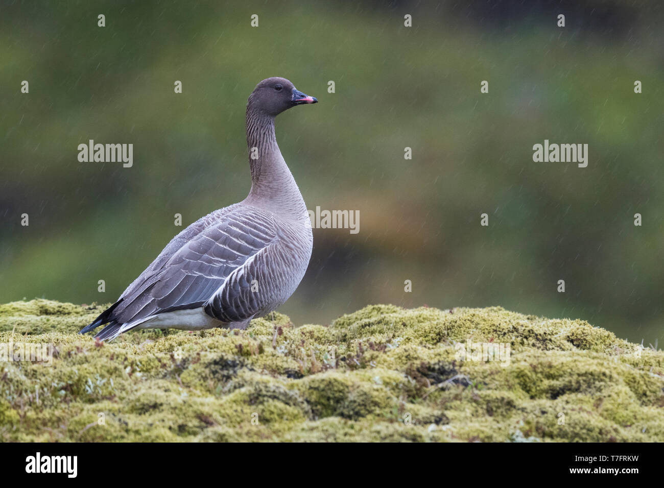 Pink-footed Goose (Anser brachyrhynchus), nach Stellung in seiner Zucht Lebensraum Stockfoto
