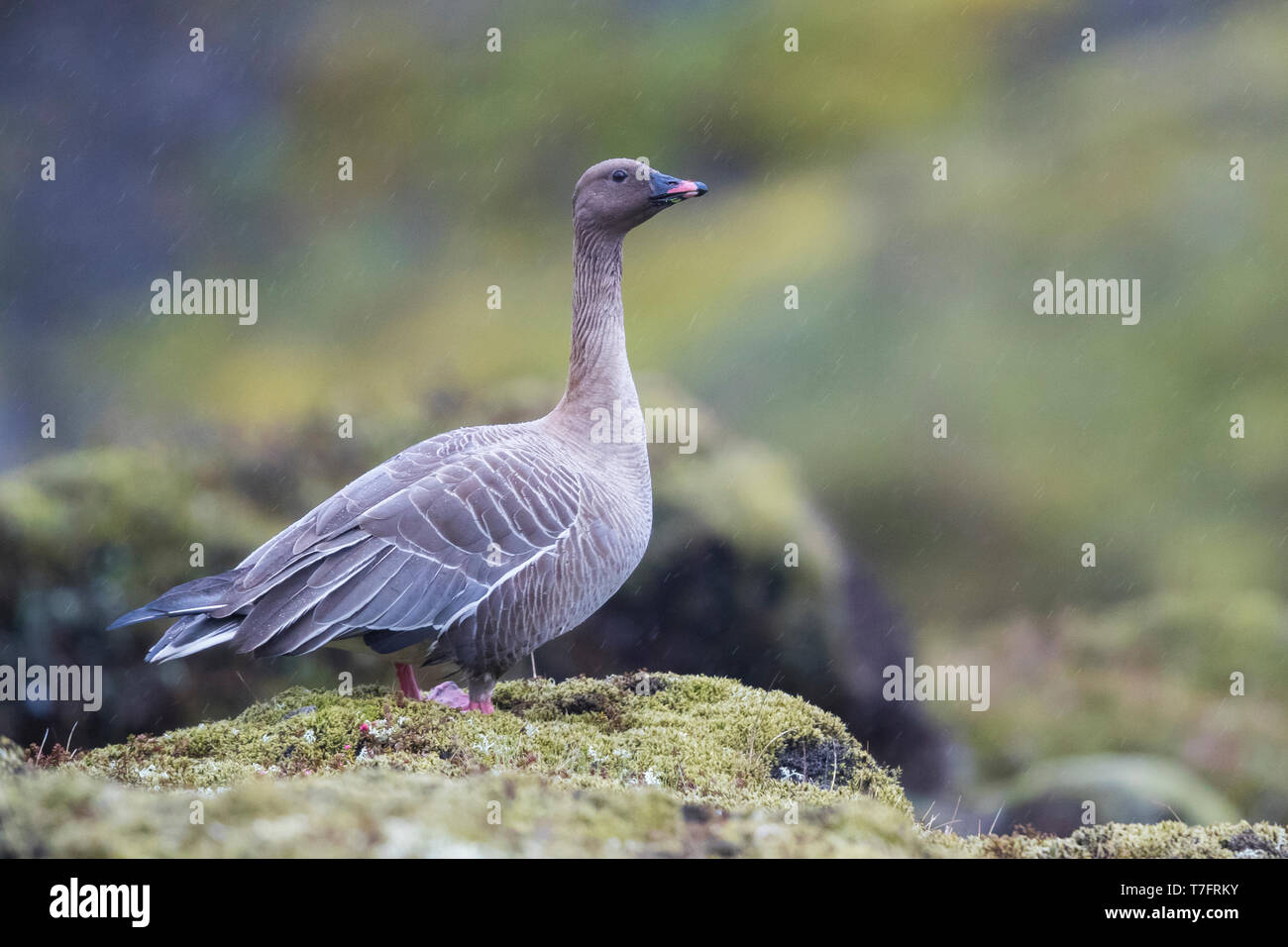 Pink-footed Goose (Anser brachyrhynchus), nach Stellung in seiner Zucht Lebensraum Stockfoto