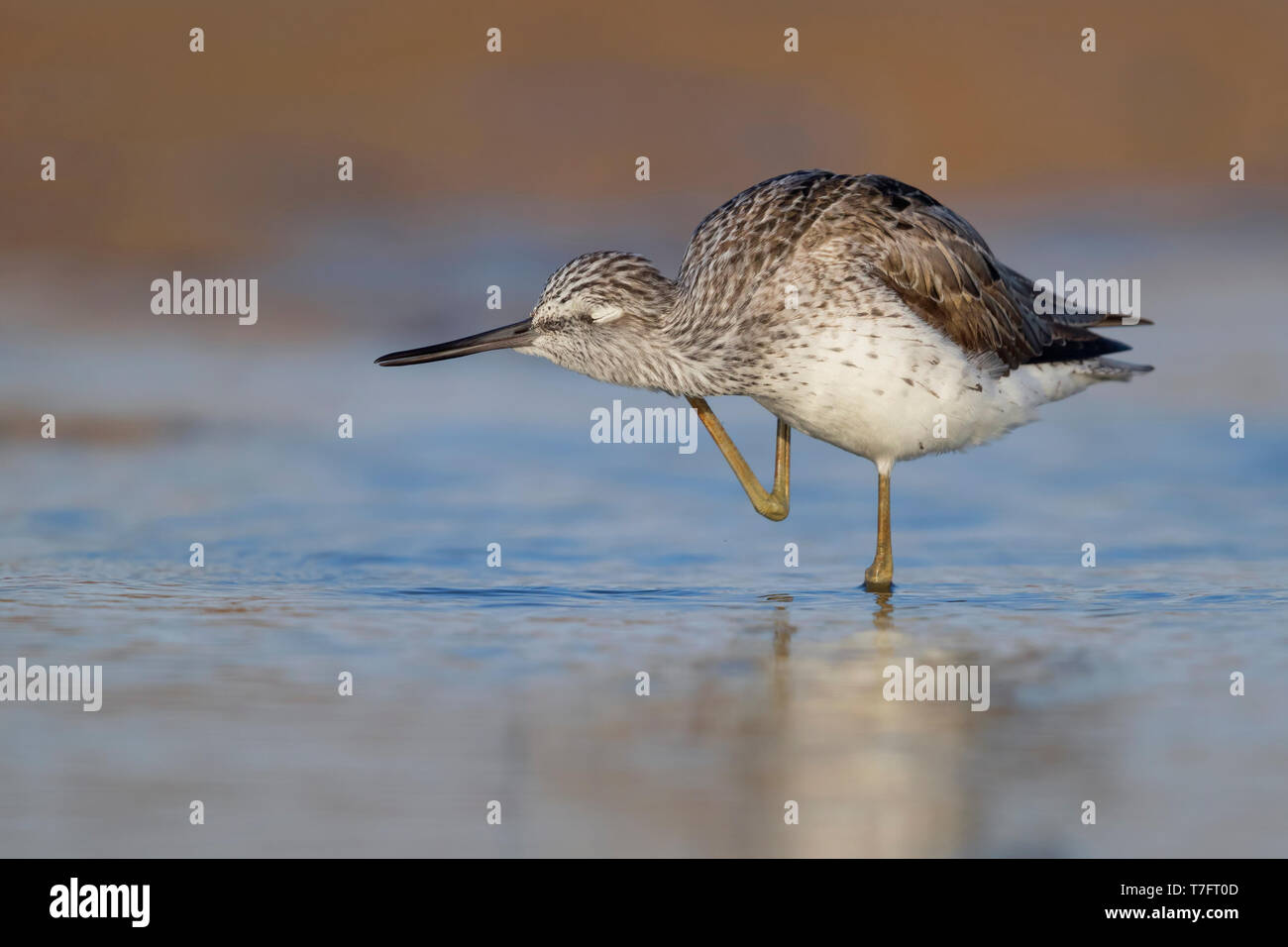 Greenshank (Tringa nebularia), Erwachsene kratzen den Hals Stockfoto