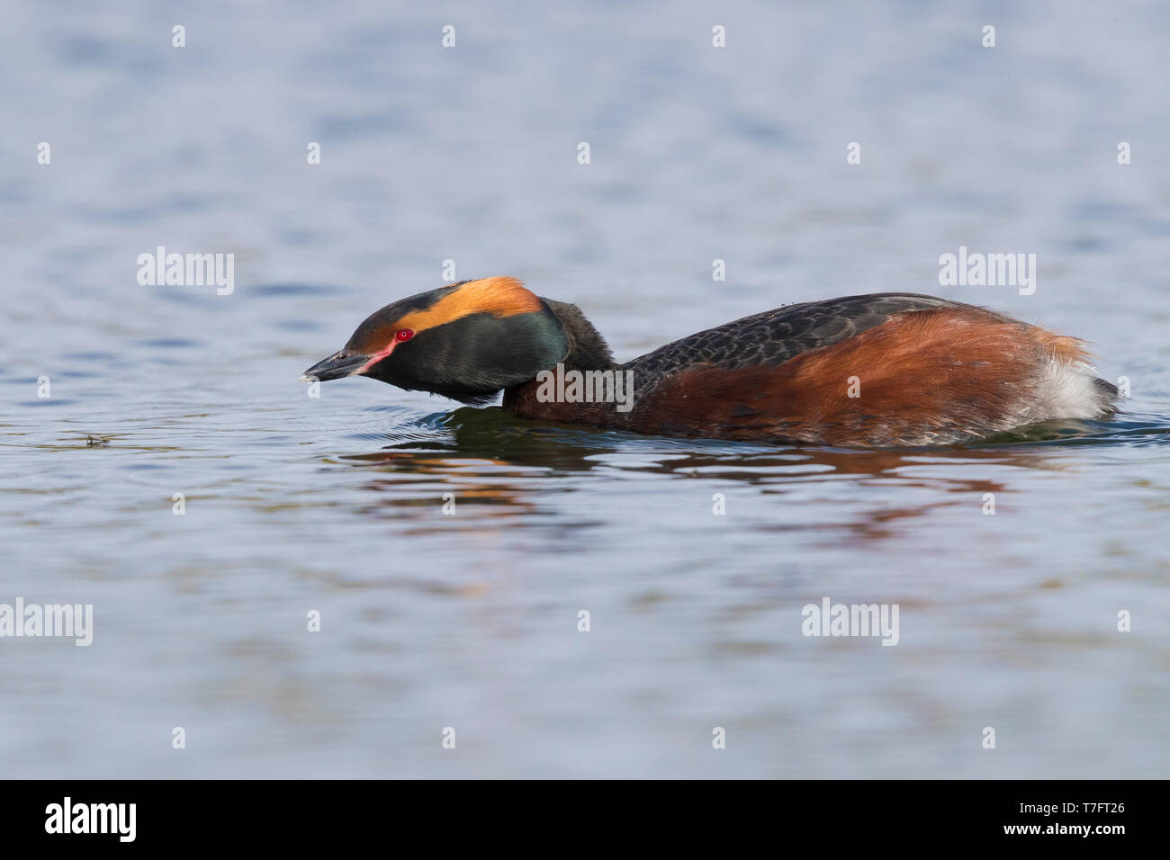 Horned Grebe (Podiceps auritus), für Erwachsene mit dem Ziel, ein Insekt auf der Wasseroberfläche Stockfoto