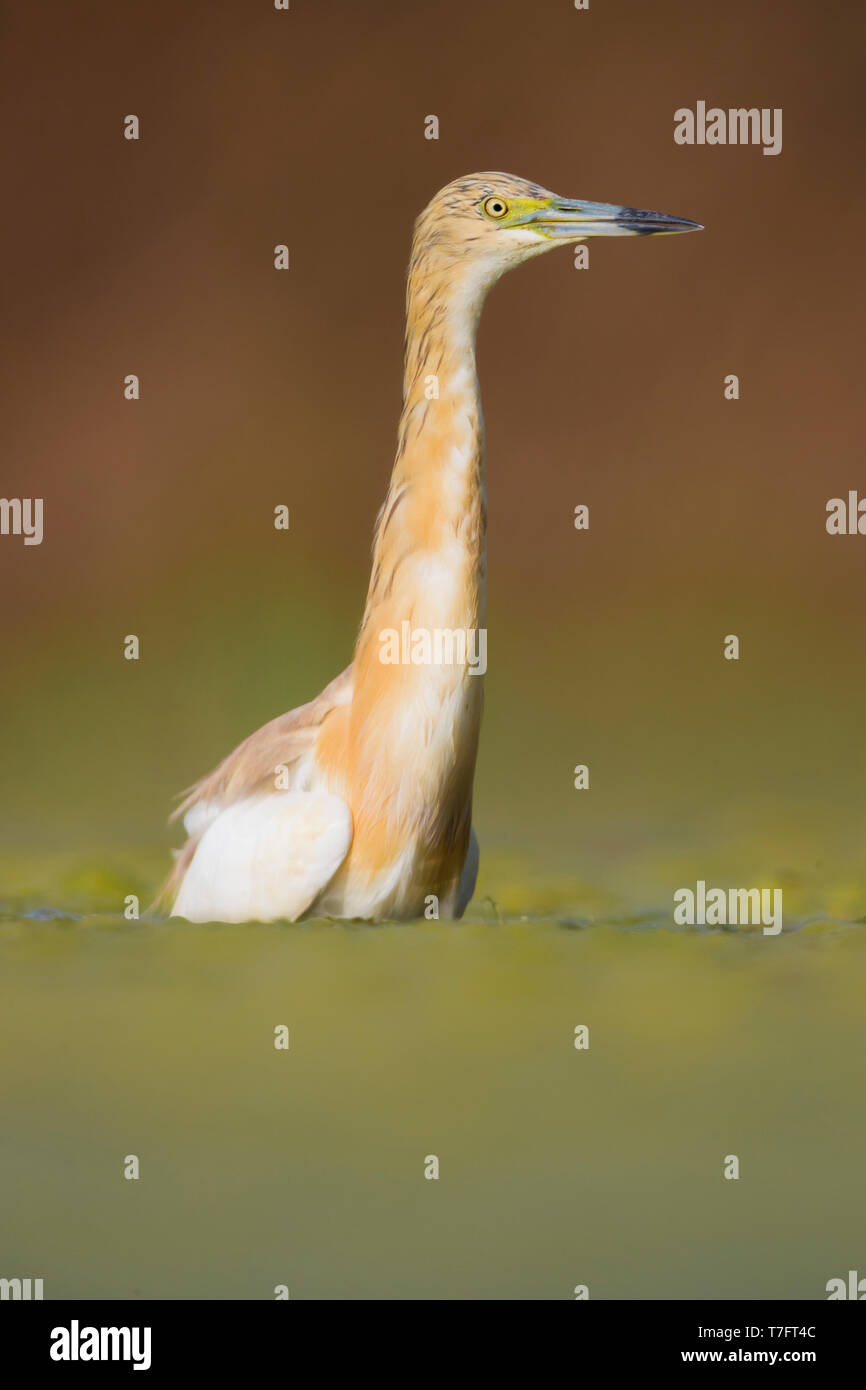 Squacco Heron (Ardeola ralloides), Erwachsene stehen in einem Sumpf Stockfoto