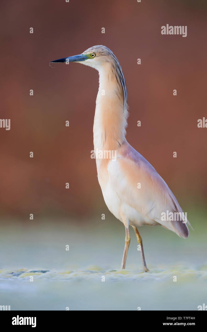 Squacco Heron (Ardeola ralloides), Erwachsene stehen in einem Sumpf Stockfoto