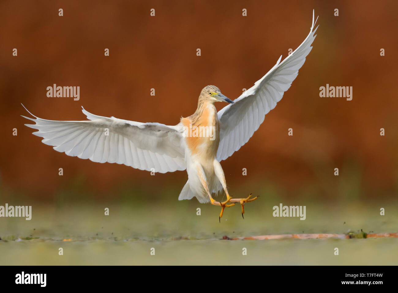 Squacco Heron (Ardeola ralloides), Erwachsene Stockfoto