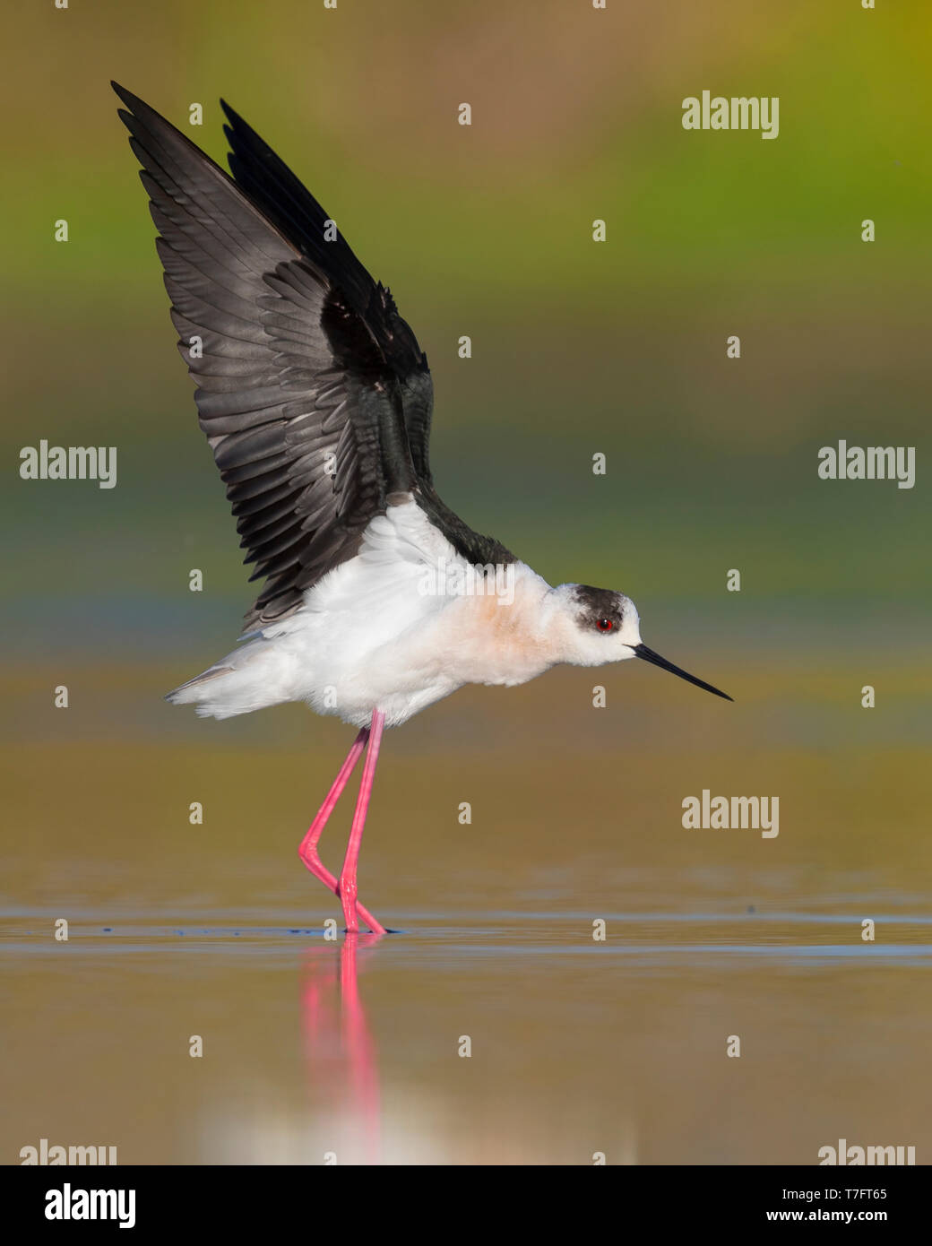 Schwarz - geflügelte Stelzenläufer (Himantopus himantopus), seine Flügel Stretching Stockfoto