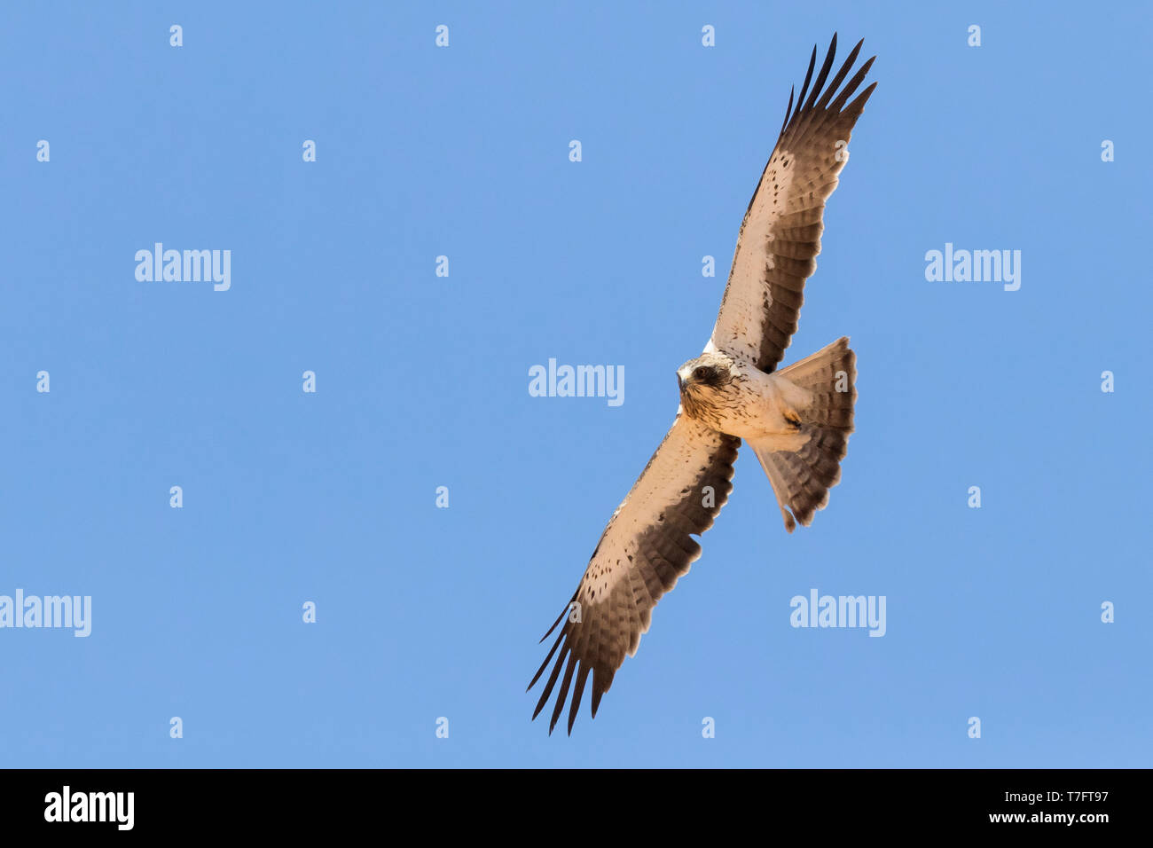 Zwergadler (Hieraaetus pennatus), pale morph Einzelnen im Flug Stockfoto