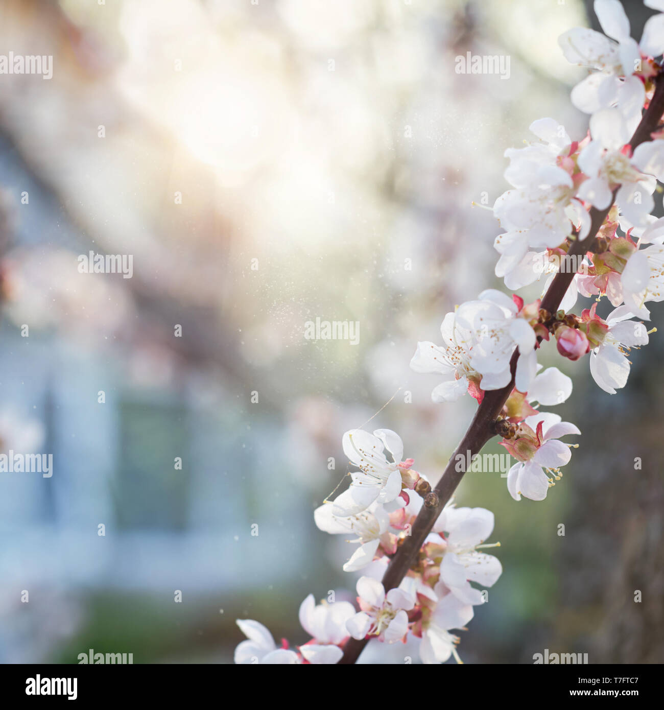 Defokussiertem Hintergrund mit nach Hause, die Sonne und den blühenden Zweig Stockfoto