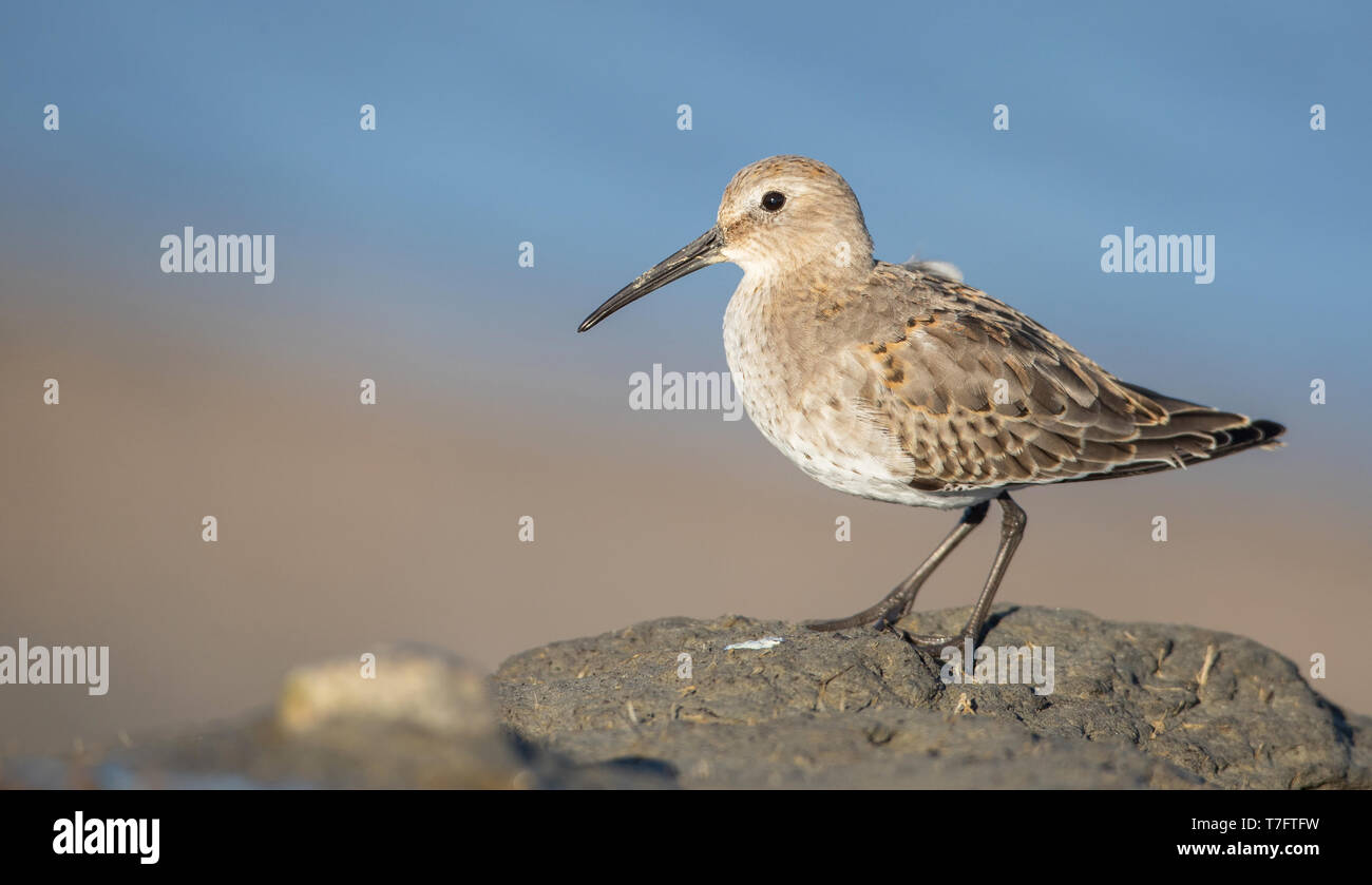 Im ersten Winter American Strandläufer (Calidris alpina Hudsonia) am Strand von La Haute-Côte-Nord, Quebec in Kanada. Stockfoto