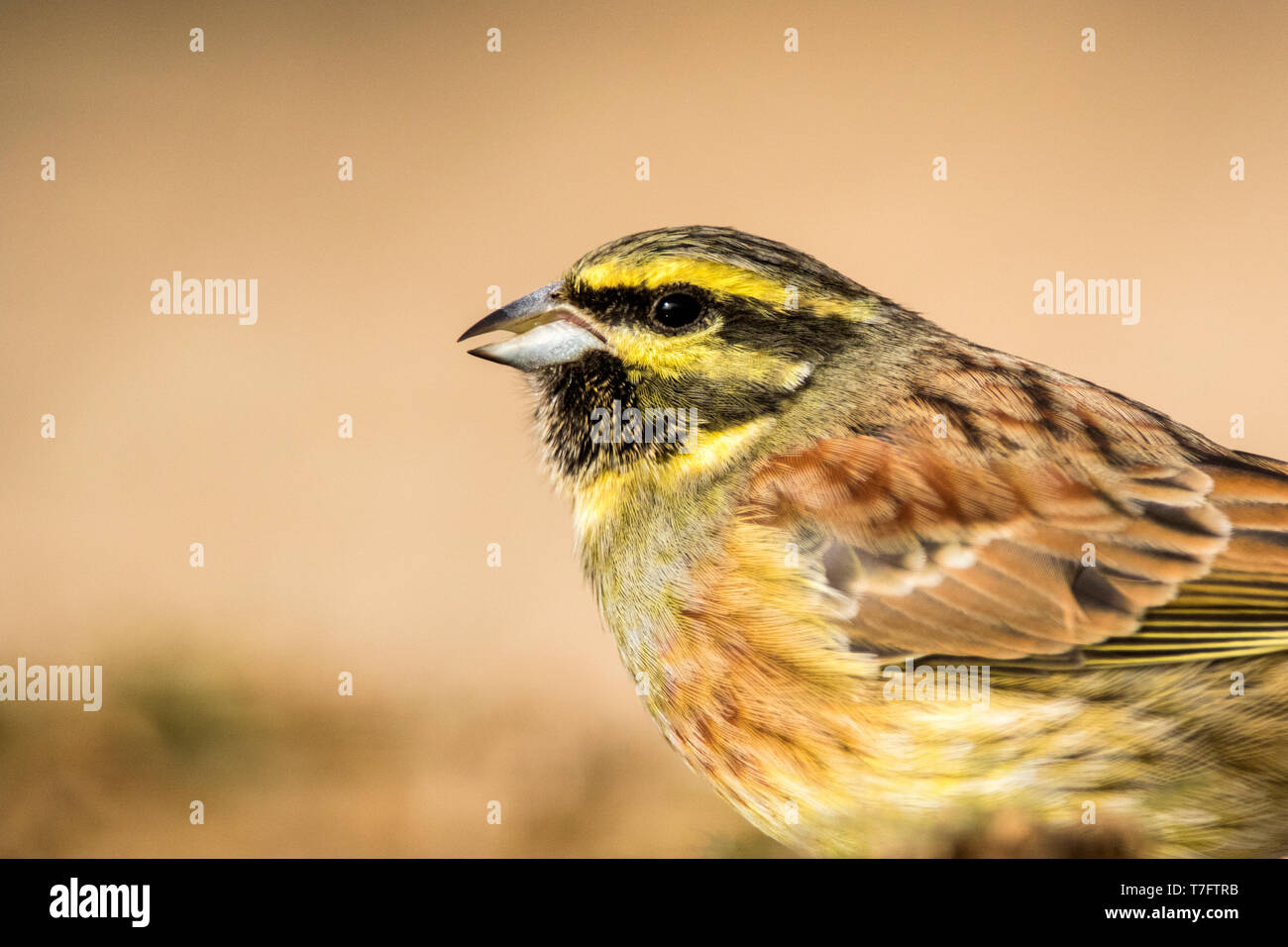 Nahaufnahme von einem erwachsenen Mann Cirl Bunting (Emberiza cirlus) auf einem Felsen im Herbst in Teruel in Spanien thront. Stockfoto