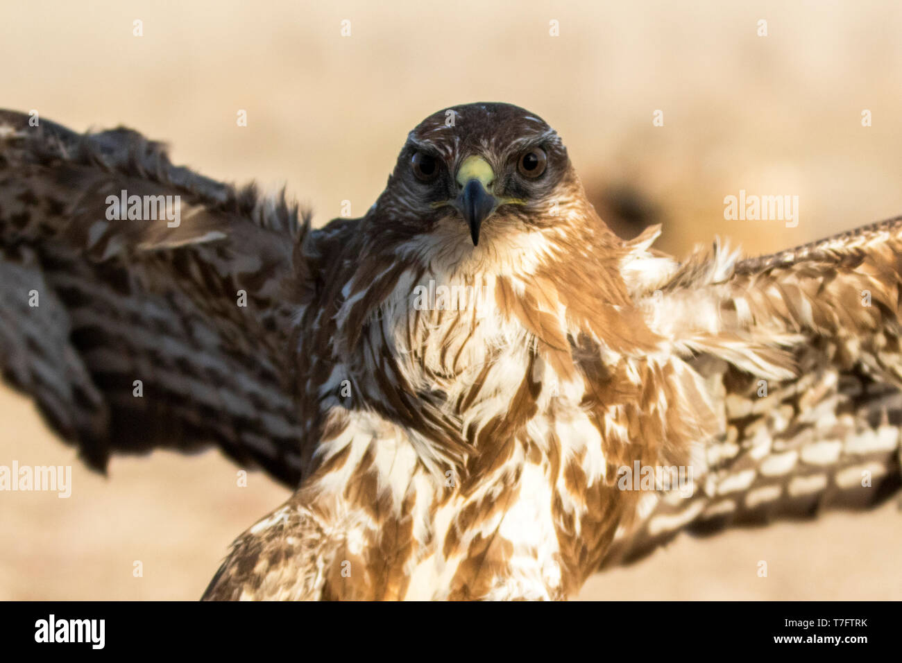 Mäusebussard Stockfoto