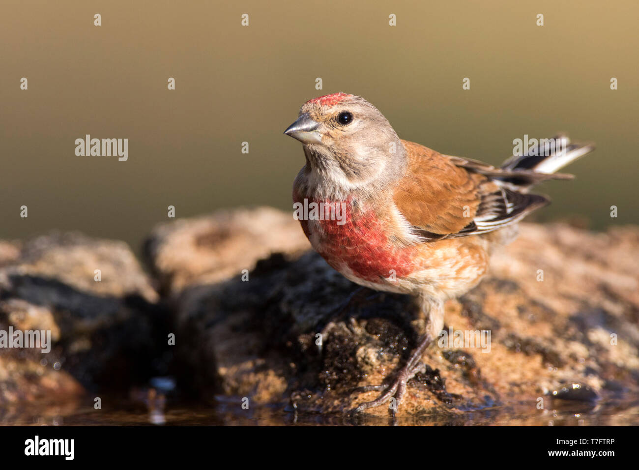 Männliche gemeinsame Hänfling (Carduelis cannabina) an ein trinken Pool in Segovia (Spanien). Seine rote Brust. Stockfoto