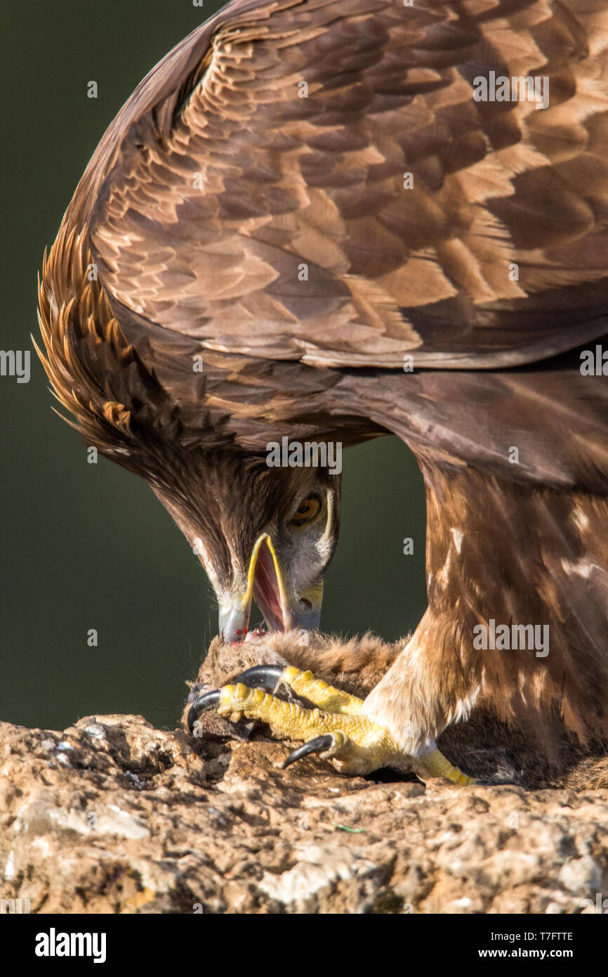 Golden Eagle thront mit Beute Stockfoto