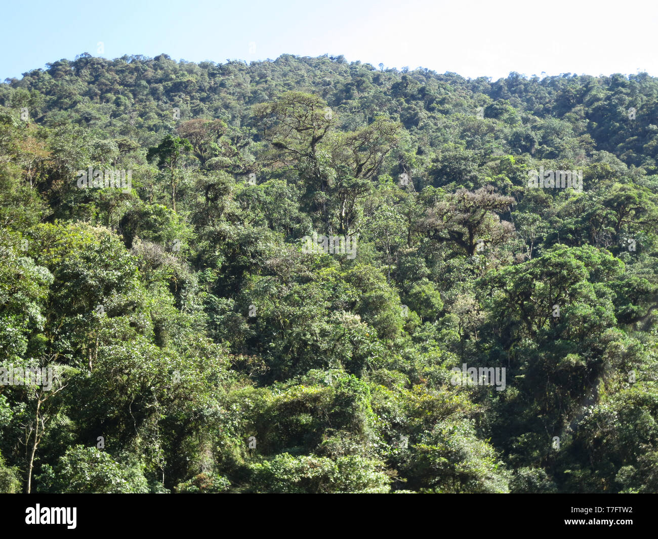 Ausläufern in dichten unberührten immergrünen Regenwald im unteren Teil des Manu Straße auf der Ostseite Hang der Anden in Peru. Stockfoto